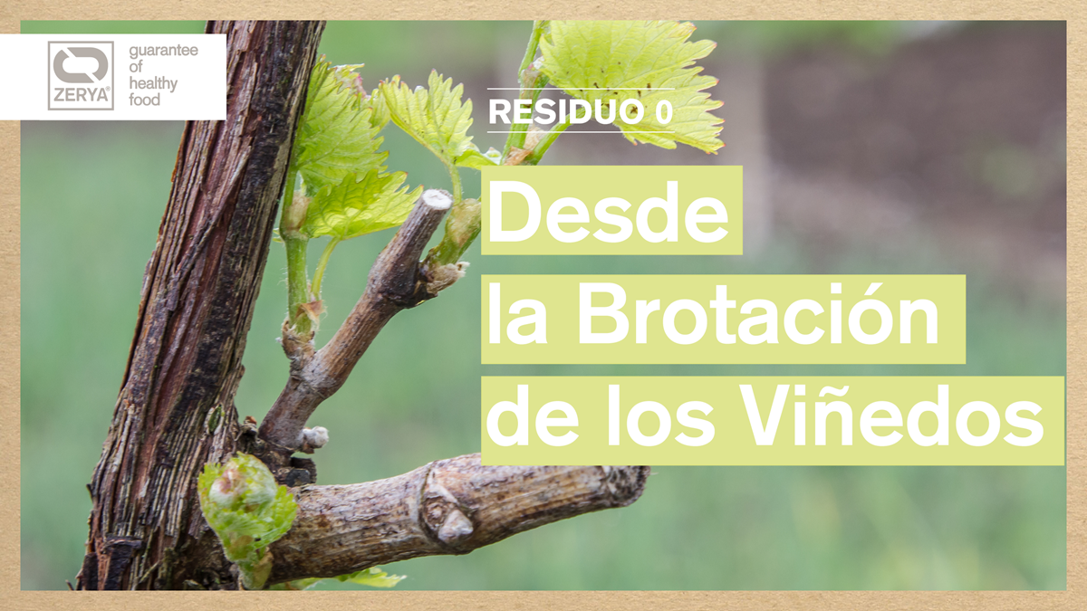 Banner-Vinedos-Resido-0-con-ZERYA-desde-la-Brotacion|Agronomist business woman looking at organic fresh salads